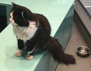 black and white cat at pet store